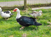 Stunning muscovy male