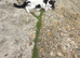 1 kitten girl looking home