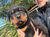 Rottweiler pups