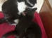 2 Adorable Kittens