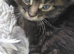 Maincoon cross