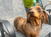 Miniature Smooth Female Adult Dachshund