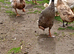 Various Ducks Available