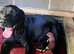 Labrador puppies