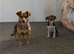 Beautiful JackRussell puppy