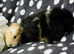 Boar pair