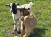 Three pygmy wethers