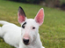 Gorgeous pedigree English Bull Terrier pups
