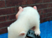 ferrets for sale