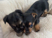 Chorkie pups