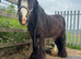 12.2 cob mare