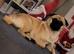 Pug x Tibetan Spaniel for sale