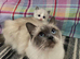 Ragdoll boy
