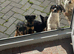 Border Lakeland x puppy&rsquo;s for sale