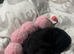 puppy needing new home
