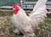 Sablepoot  cockerel