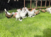 Porcelain sable poot bantams
