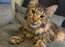 Male Maine coon