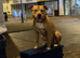 Staffordshire Bull Terrier Pups