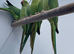 Indian Ringneck