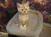 British shorthair lilac/cinnamon kittens