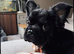 Black/tan fluffy French bulldog girl puppy 8 mth old