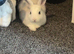 Netherland dwarf x New Zealand