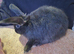 Baby rabbits available