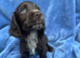 Show Cocker Spaniels looking for Homes
