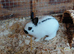 Sweet mini girl. Quiet and loves to go on the grass. 6 months old.Beautiful little girl.