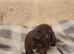 Apple head Chihuahua puppies long haired