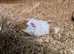 Male guinea pig