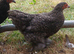 2 pekin pullets