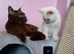 Bradford 4 british shorthair kittens ready