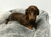 Miniature dachshund girl