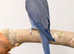 Indian Ringneck for sale proven. Aviary birds.