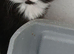 Maine coon xxx