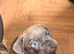 Male blue french bulldog puppy