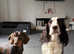 Gorgeous Male Dachshund For Stud