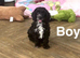 Snowflake beautiful litter of cockapoo
