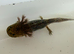 Axolotl