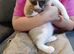 For sale Russian blue pointed mix kitten's