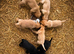 Labrador puppies from working lines