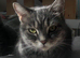 British shorthair x Scottish straight for rehome