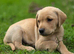 KC registered Yellow working type labrador puppies