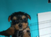 Minature yorkie pups for sale