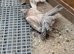 Indian Fantails