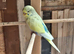 Beautiful young budgie