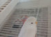 Your budgies