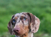2 miniature dachshund pups